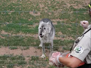 Wolves Prints: Divide, Colorado - August 4, 2024: Colorado Wolf and Wildlife Center in Teller County, CO