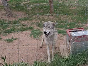 Wolves Prints: Divide, Colorado - August 4, 2024: Colorado Wolf and Wildlife Center in Teller County, CO