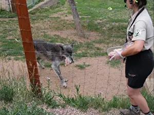 Wolves Prints: Divide, Colorado - August 4, 2024: Colorado Wolf and Wildlife Center in Teller County, CO