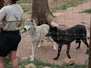 Wolves Prints: Divide, Colorado - August 4, 2024: Colorado Wolf and Wildlife Center in Teller County, CO