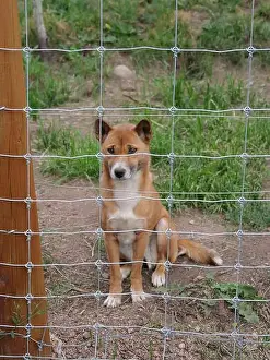 Wolves Prints: Divide, Colorado - August 4, 2024: Colorado Wolf and Wildlife Center in Teller County, CO