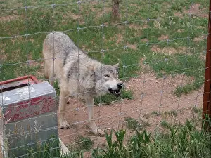 Wolves Prints: Divide, Colorado - August 4, 2024: Colorado Wolf and Wildlife Center in Teller County, CO