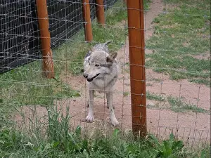 Wolves Prints: Divide, Colorado - August 4, 2024: Colorado Wolf and Wildlife Center in Teller County, CO
