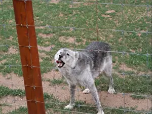 Wolves Prints: Divide, Colorado - August 4, 2024: Colorado Wolf and Wildlife Center in Teller County, CO