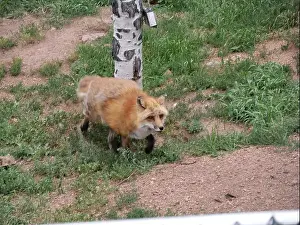 Wolves Prints: Divide, Colorado - August 4, 2024: Colorado Wolf and Wildlife Center in Teller County, CO
