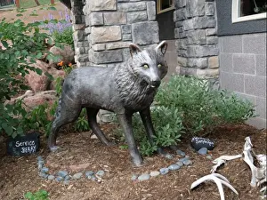Wolves Prints: Divide, Colorado - August 4, 2024: Colorado Wolf and Wildlife Center in Teller County, CO
