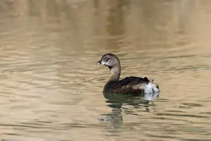 Wild Bird Prints: Diving bird, Pied billed Grebe