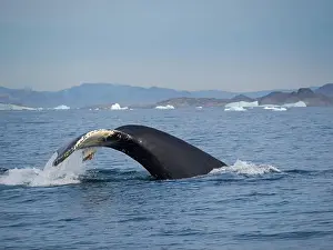 Humpback Whale Prints: Diving Humpback whale in the Sermilik fjord in East Greenland, Danish Territory