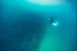 Cortez Prints: diving underwater with a Huge school of mobulas mobula munkiana in cortez sea ensenada de muertos baja de los sunos