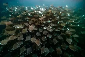 Cortez Prints: diving underwater with a Huge school of mobulas mobula munkiana in cortez sea ensenada de muertos baja de los sunos