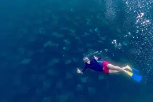 Cortez Prints: diving underwater with a Huge school of mobulas mobula munkiana in cortez sea ensenada de muertos baja de los sunos