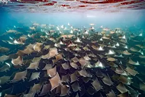 Cortez Prints: diving underwater with a Huge school of mobulas mobula munkiana in cortez sea ensenada de muertos baja de los sunos
