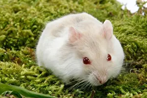 Red Eyes Prints: Djungarian hamster (Phodopus sungorus), red-eyed