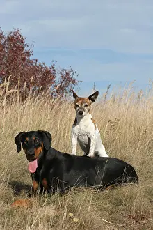 Lies Prints: Doberman Pinscher and Jack Russell Terrier
