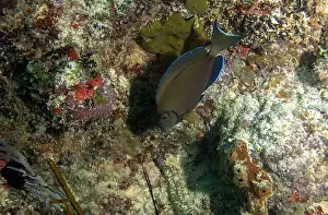 Dominican Republic Prints: A Doctorfish Tang (Acanthurus chirurgus) in Punta Cana, Dominican Republic
