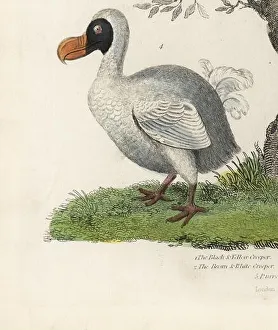 Dodo, Raphus cucullatus, extinct flightless bird (formerly Didus ineptus). Handcoloured copperplate engraving by an unknown artist from William