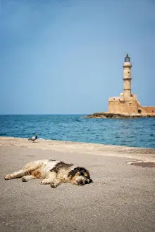 Asleep Prints: Dog asleep in the sun in the harbor of Chania