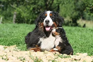 Bern Prints: Dog Bernese Mountain Dog adult and puppy in a garden