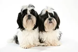 Breeds Prints: Dog - Black and White Shih-tzu puppies