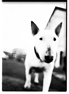 Atmospheres Prints: Dog - bull terrier