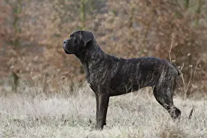 Breeds Prints: Dog Cane Corso / Italian Molosser adult standing profile