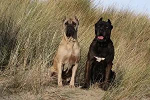 Dog Cane Corso / Italian Molosser two adults different colors sitting on the sand