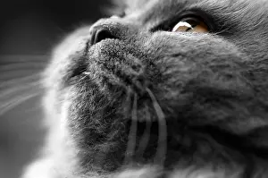 Whiskers Prints: Dog, cat, animals, sheep, dog, breed