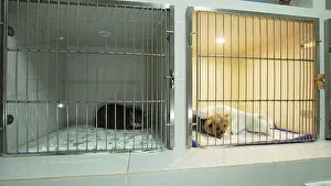 Dog and cat in a cage on recovery from an operation in a veterinary clinic