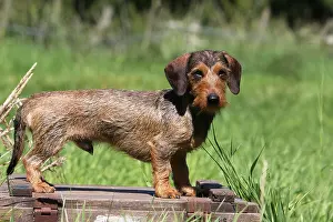 Breeds Prints: Dog Dachshund / Dackel / Teckel wirehaired adult (color boar) standard profile