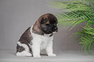 Yawning Prints: Dog with dark mask and white paws standing indoors near tropical leaves, facing right