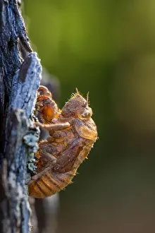 New Life Prints: Dog-day Cicada shell