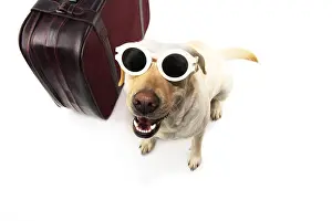 Labrador Prints: DOG GOING ON VACATIONS. LABRADOR NEXT TO A VINTAGE SUITCASE WEARING SUNGLASSES