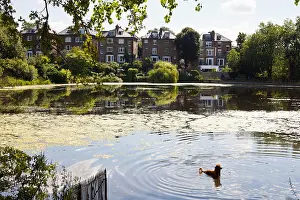 Overlooking Prints: Dog in Hampstead Heath pond