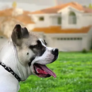 Guarding Prints: Dog in front of the house