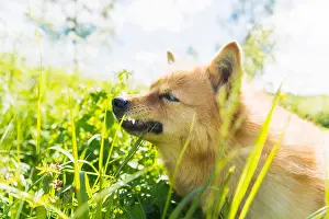 Muzzle Prints: Dog on meadow