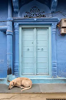 Blue City Prints: Dog in front of Ornate Door, Blue City, Jodhpur, Rajasthan, India