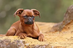 Exhausted Prints: dog petit Brabancon / small Brabant Griffon/ Belgian adult (red) lying on a rock