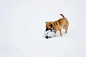 Engaged Prints: Dog plays with ball in snow