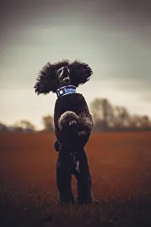 Breeds Prints: Dog Poodle / Pudel / Caniche standard grande adult (black) portrait