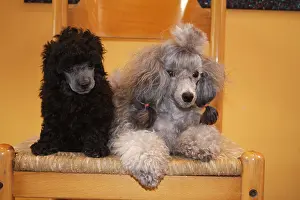 Toys Prints: Dog Poodle / Pudel / Caniche, Toy adult and puppy (black and gray) on a chair