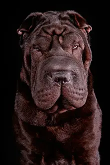 Wise Prints: Very Serious Dog Portrait on Black Background