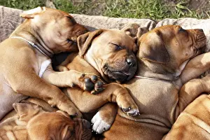 Baby Animals Prints: Dog puppies, Rhodesian Ridgeback