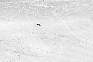 Scattered Prints: A dog running over a mountain field covered by snow
