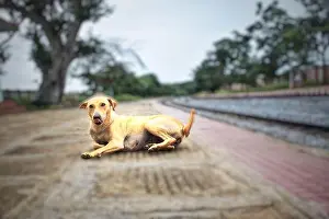 Despair Prints: A dog sitting on the platform of a railway station during corona pandemic where no people were in the railway station