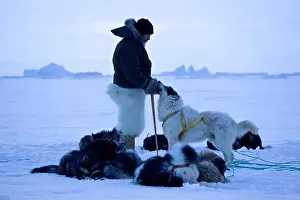 Non Urban Scene Prints: Dog sled leader with polar bear skin trousers and sled dogs on the frozen ocean at Qaanaaq