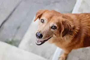 Mixed Breed Prints: Dog smile cute innocent eyes looking camera