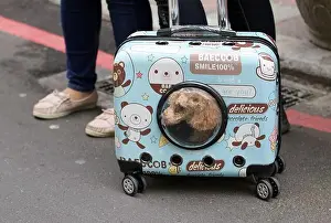 City Street Prints: Dog in a special suitcase