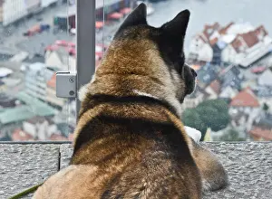 Contemplative Prints: A dog staring at the Bergen harbor from Floyen Mountain, Norway