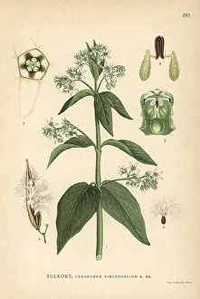 Chromolithograph Prints: Dog-strangling vine, Cynanchum vincetoxicum
