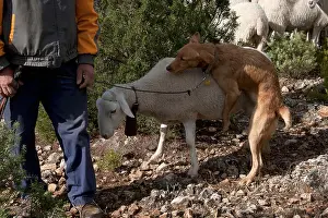 Mounting Prints: dog trying to mate with sheep, Pinilla area, Molinicos, Castilla la Mancha, Spain